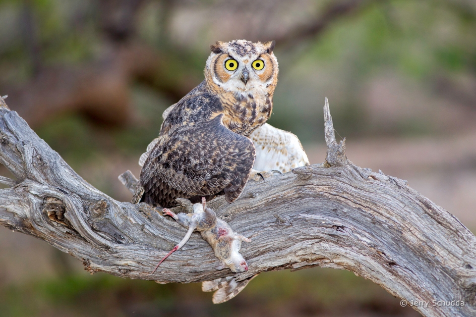 Great Horned Owl 8