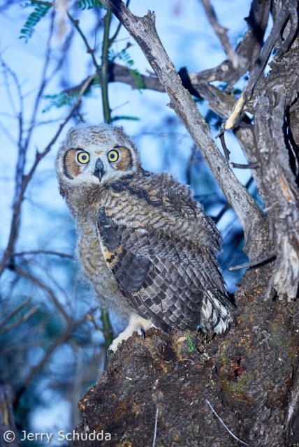 Great Horned Owl 4