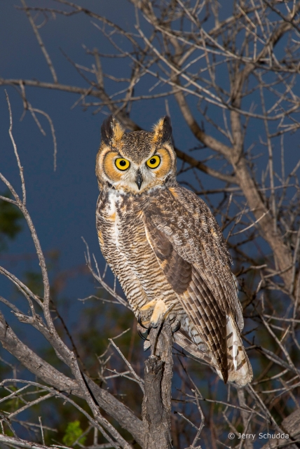 Great Horned Owl 10