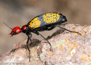 Iron - Cross Blister Beetle