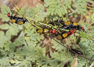 Iron - Cross Blister Beetle 2