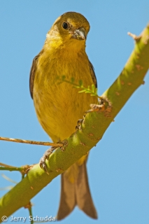 Lesser Goldfinch - Male