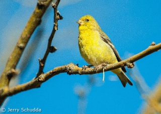 Lesser Goldfinch female 1