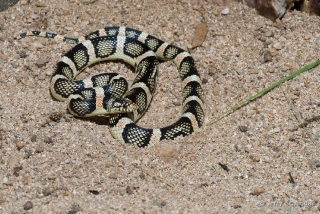 Long-nosed Snake 4