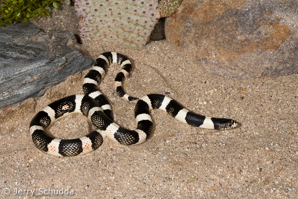 Long-nosed Snake 2