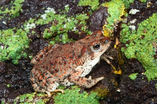 Red-Spotted Toad