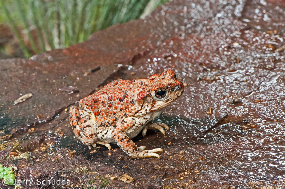 Red-spotted Toad 2