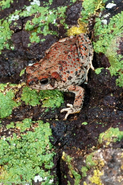 Red-spotted Toad 1