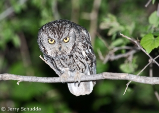 Western Screech Owl 1