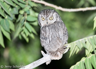 Western Screech Owl 2