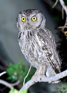 Western Screech Owl 4