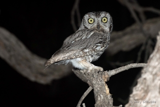 Western Screech Owl 7