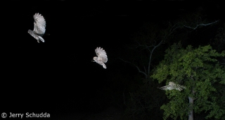 Western Screech Owl flight 3