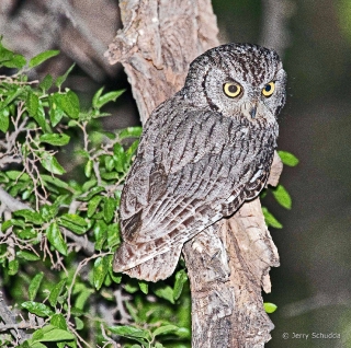 Western Screech Owl 5