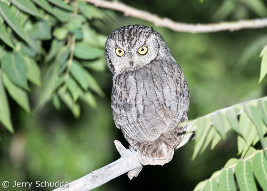 Western Screech Owl 2