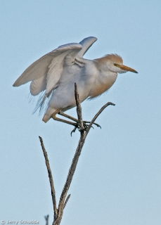 Cattle Egret 1