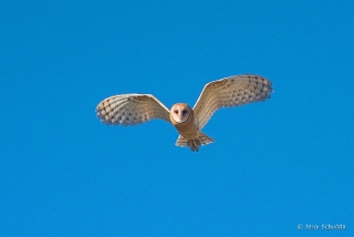 Barn Owl - juvenile 8