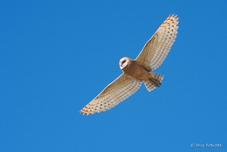 Barn Owl - juvenile 6