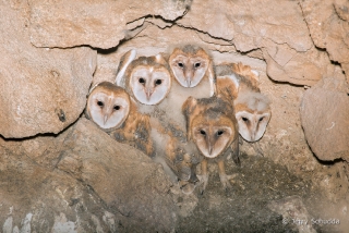 Barn Owl 15