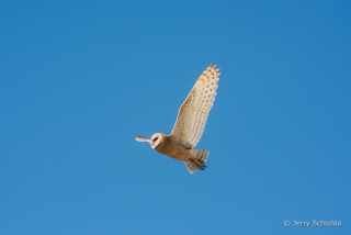 Barn Owl 9