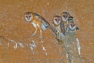 Barn Owls about to fledge 3