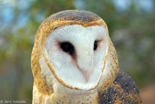 Barn Owl