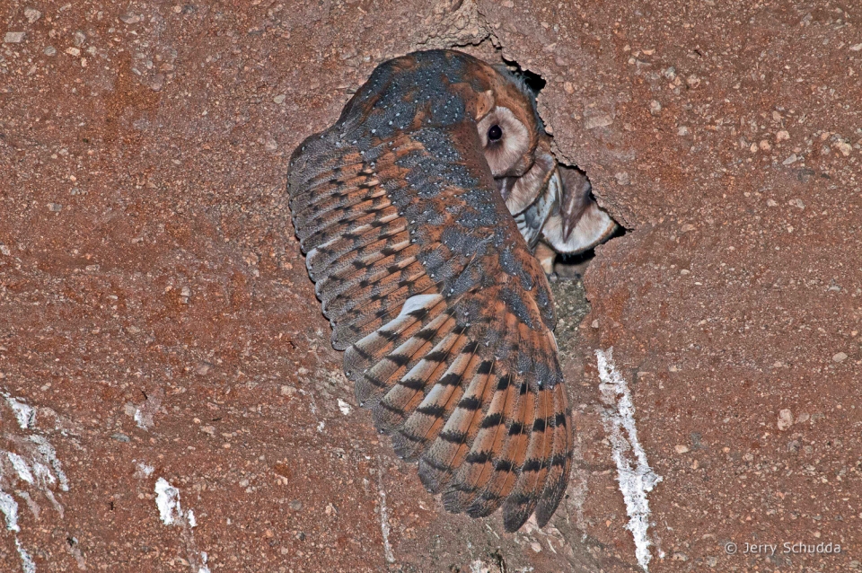 Barn Owls 4