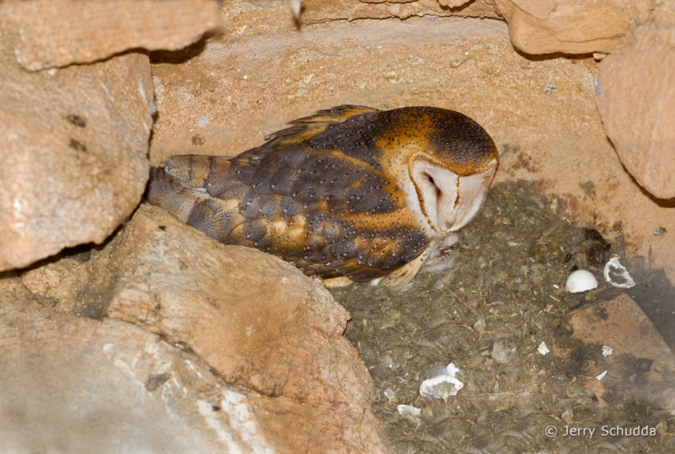 Barn Owl 10