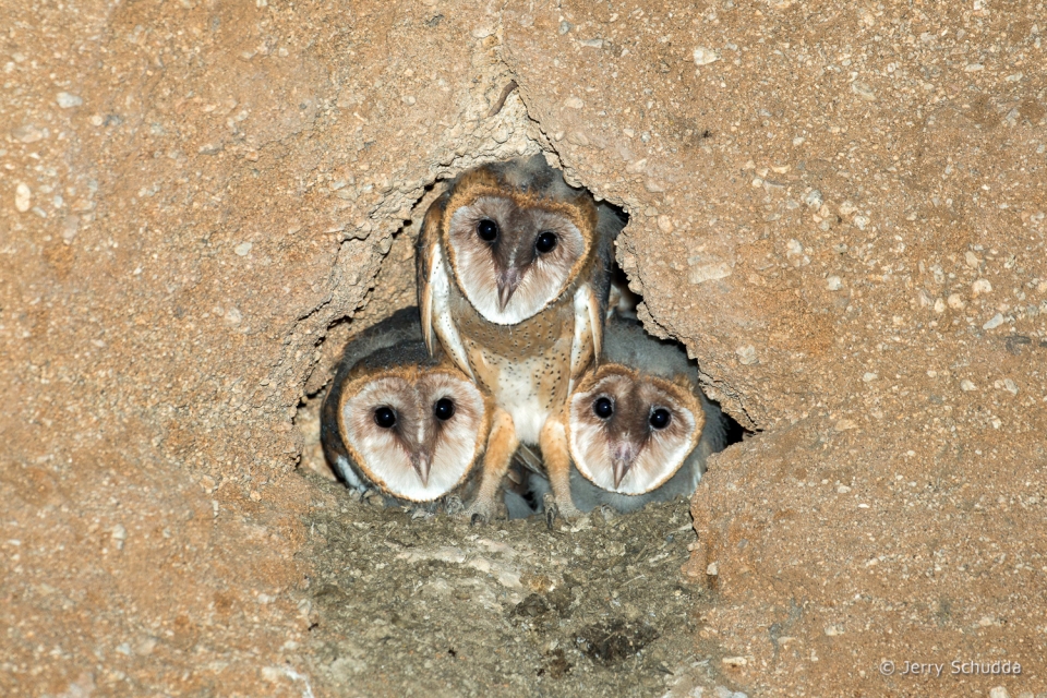 Barn Owl 2