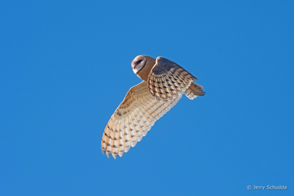 Barn Owl - juvenile 7