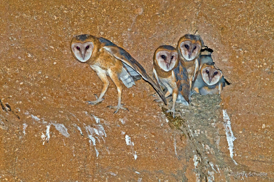 Barn Owls about to fledge 3