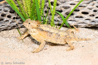 Regal Horned Lizard