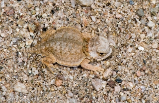 Regal Horned Lizard juv 2