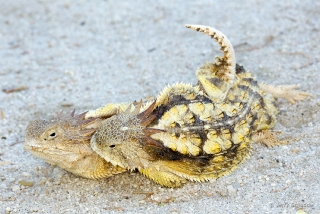 Regal Horned Lizard 3