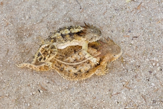 Regal Horned Lizard 4