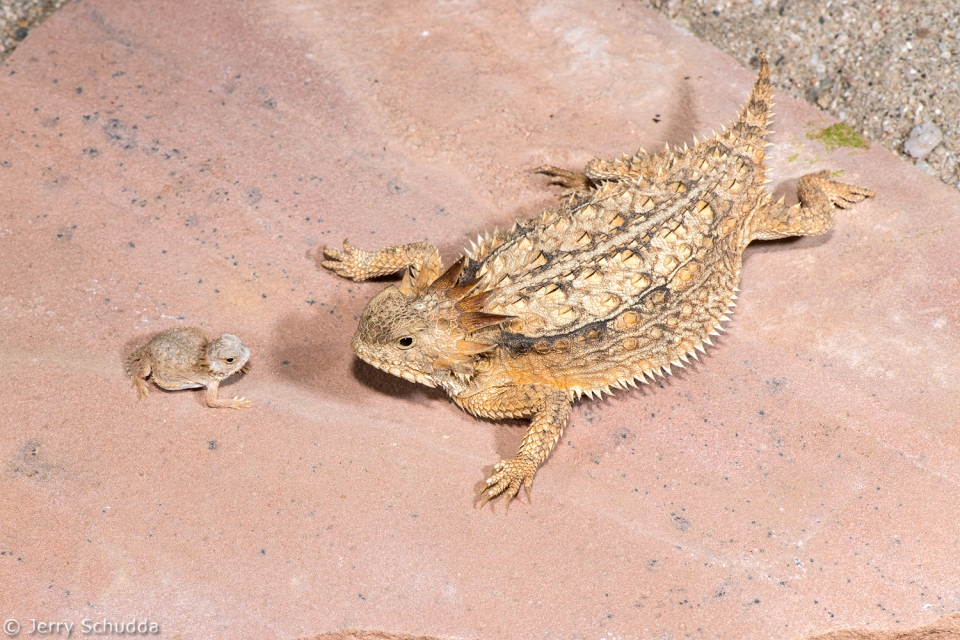 Regal Horned Lizard 1