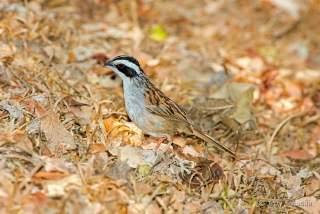 Stripe-headed Sparrow 6