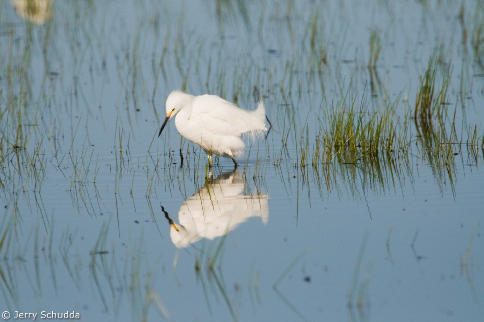 Snowy Egret 9