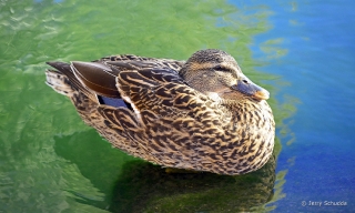 Mallard - Female 3