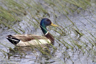 Mallard 1