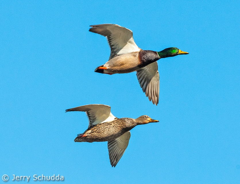 Mallard 2