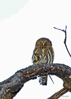 Northern Pygmy Owl with Spiny Lizard 3