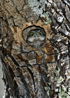 Northern Pygmy Owl 4