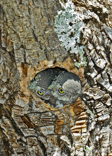 Northern Pygmy Owls 5