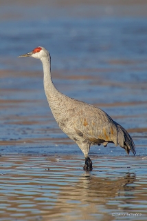 Sandhill Crane 9