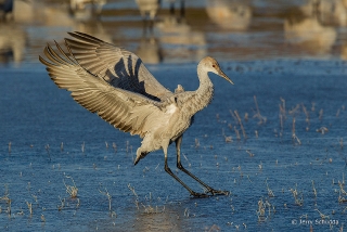 Sandhill Crane 7