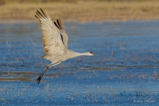 Sandhill Crane 10