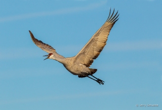 Sandhill Crane 4