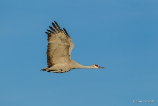 Sandhill Crane 3