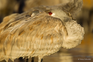 Sandhill Crane 6